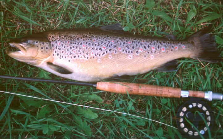 Eine weitere sch�ne Saale - Bachforelle (gefangen abends mit der Sedge), bachfo5.jpg, Gr��e 49,5 KB