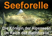 Die Knigin der Alpenseen im Reich der Bachforelle