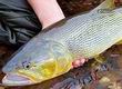 GOLDEN DORADOS IM RIO URUGUAY