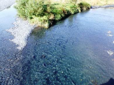 Pinks im American River