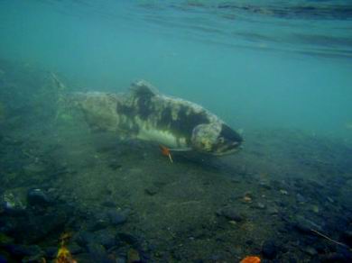 wir nannten sie Koi's