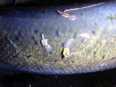 Silberlachs mit Meerl�usen