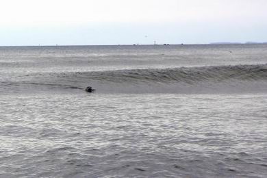 Die Robben warten auf die Lachse und sind am Surfen...