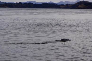 Konkurrenz am Bushkin-Ausfluss