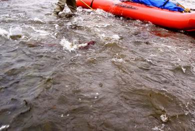 Lachse rammen unser Raft...