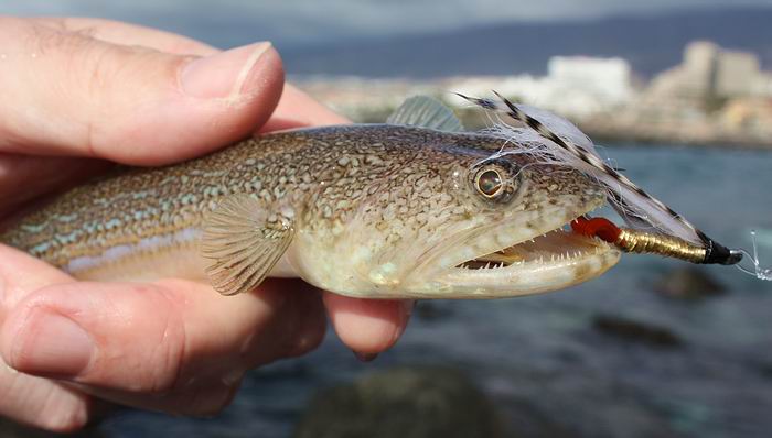 Sehr Kleine Fischart In Süß Und Salzwasser Fischarten im Atlantik / speziell Südatlantik • Fliegenfischer - Forum