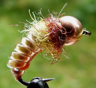 zeifarb pupa.jpg