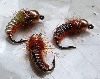 zeifarb pupa 3.jpg