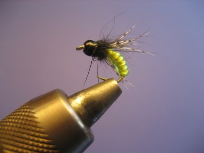 IMG_6604.JPG (78.53 KiB) 2381 mal betrachtet caddis pupa