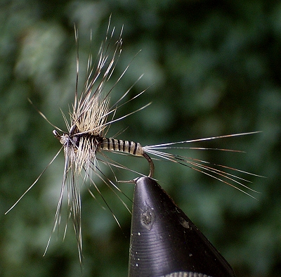 umbrella hackle.jpg