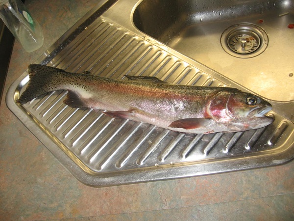 Regenbogenforelle zwar schon ausgenommen, aber man sieht wohl deutlich den abgemagerten Zustand und die trüben Augen (Ursache Fadenwürmer)