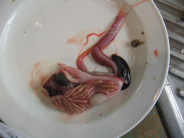 Hier der noch intakte komplette Darmtrakt mit den geschlossen Blinddärmen, die eben wie anhängende dicke Würmer aussehen. Magen ober- und unterhalb davon, links Leber und Gallenblase, rechts Milz. Lose mittig stark degenriert Eierstöcke. Beachte rechts oben das Kothäufchen, das ich schon aus dem Enddarm rausgeschoben habe, darin steckt einiges an Antwort auf deine Beobachtung