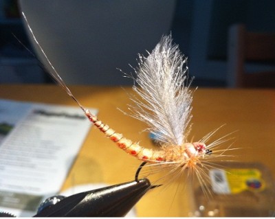 Mayfly_small.jpg