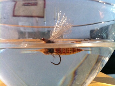 Mayfly_floating.JPG