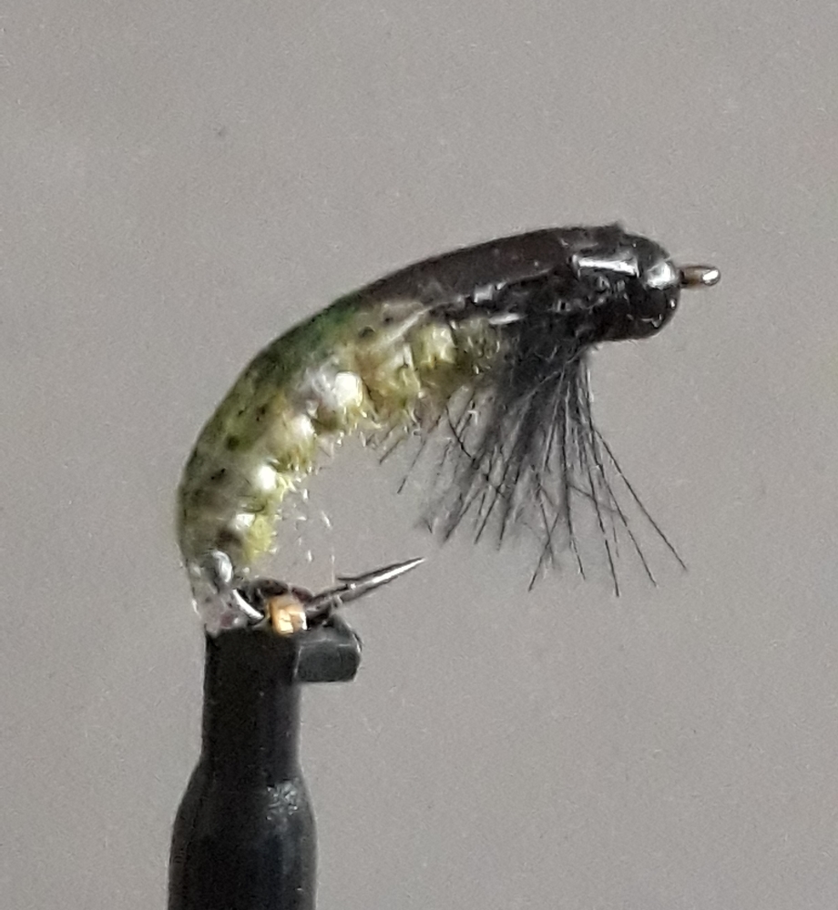 grüne Caddislarve.jpg