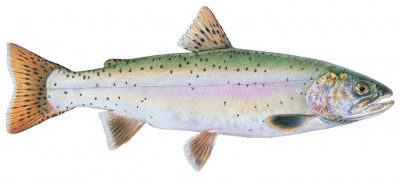 Lahontan Cutthroat.jpg