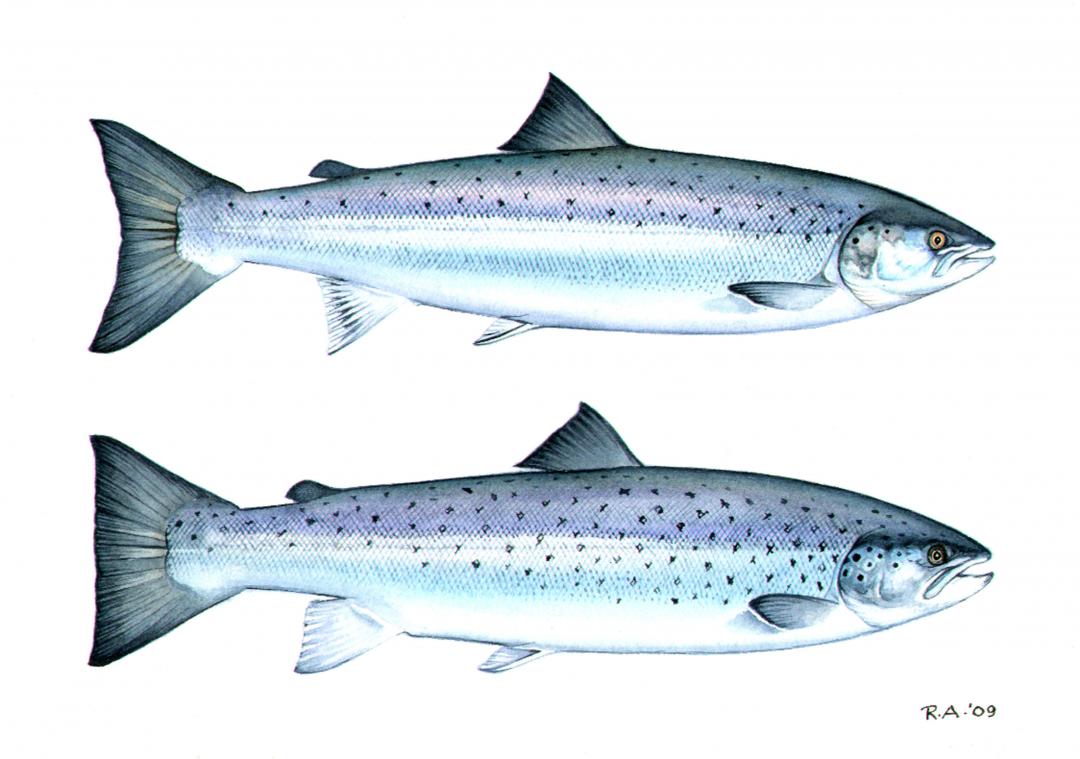 salmon_sea_trout_robin_ade.jpg