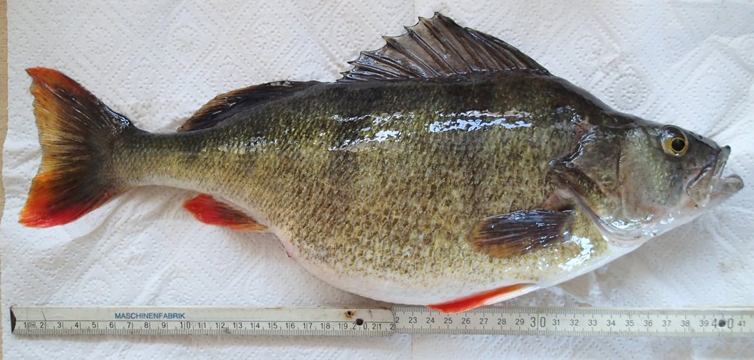 003Barsch.jpg