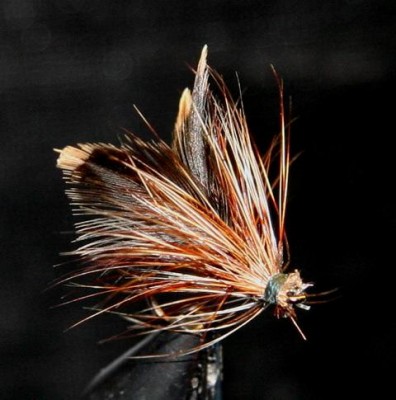 Trockenfliege 1.2.JPG