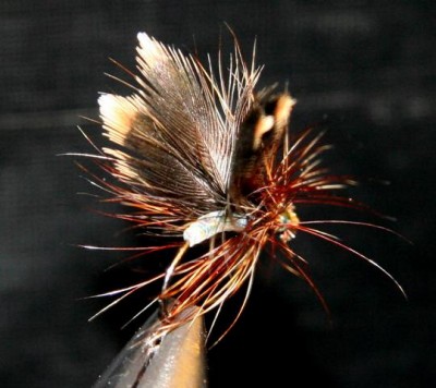 Trockenfliege 1.1.JPG