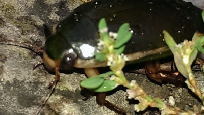 Keine Ahnung was das ist.