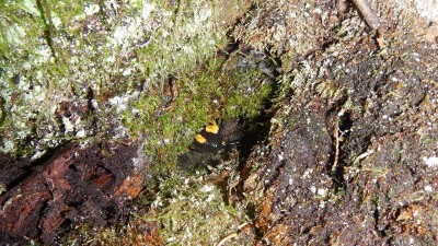 Feuersalamander in Höhle am Fuße eines Baumes