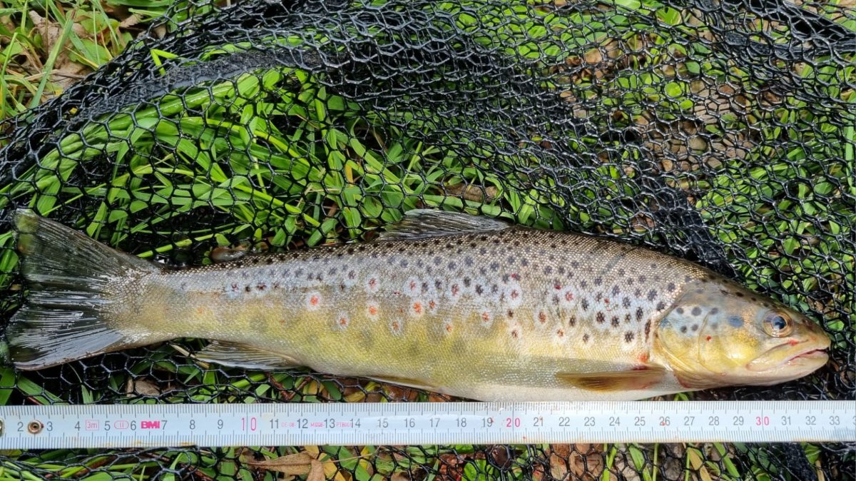 Forelle 34cm.jpg
