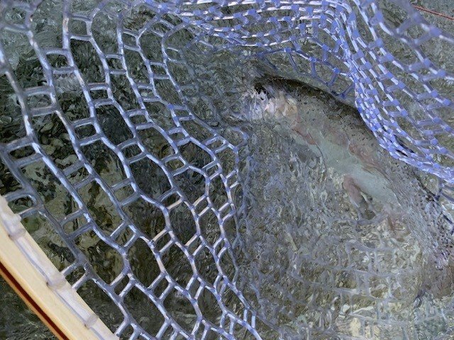 Zwei Rainbows durfte ich fangen.