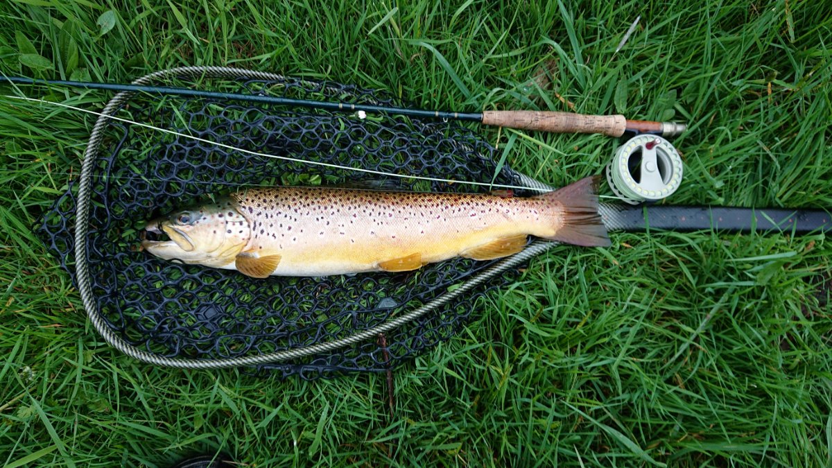 Bachforelle  60cm 2650g.jpg