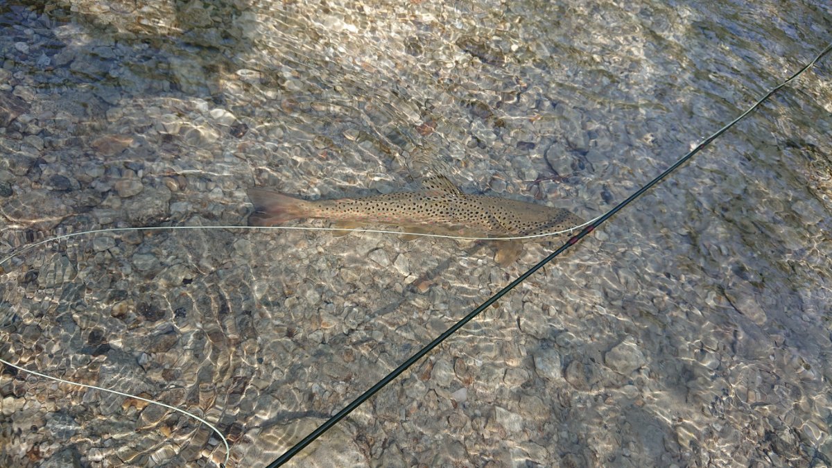 DSC_1238.JPG
