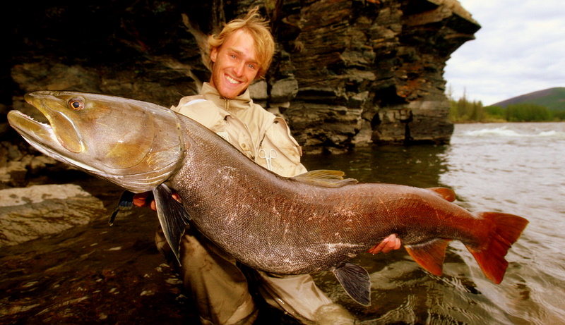 Adulter Taimen mit Kormoran-Narben, Camp Tengis - Chanagai