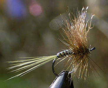 Olive Ross & Poly.jpg