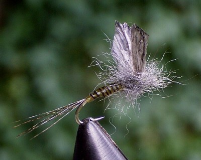 MindelPeter Erste Ross 01a.jpg