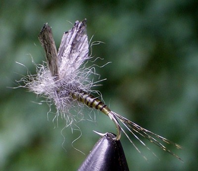 MindelPeter Erste Ross 01b.jpg