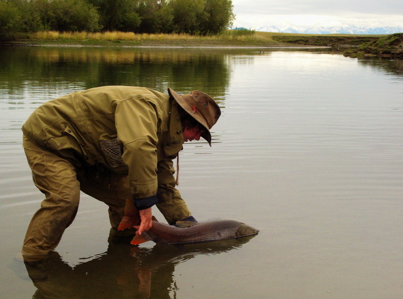 Angelführer setzt einen jungen Taimen in seine wilde Heimat zurück, - Fluss Shargin im Darhat Becken