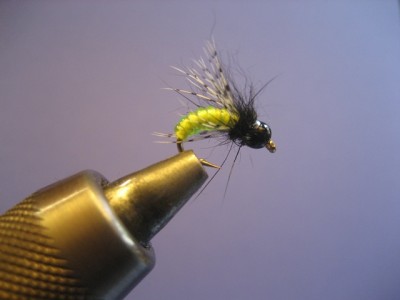 caddis pupa