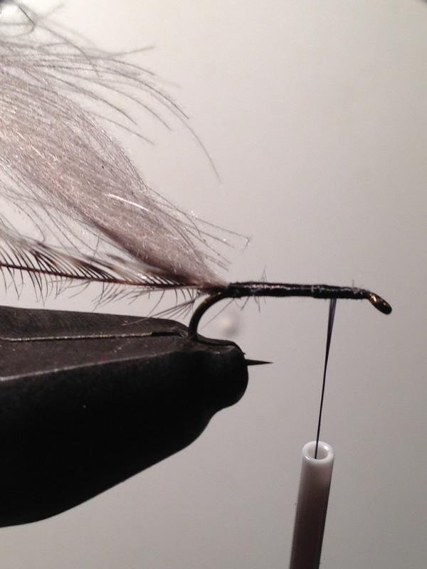 Wispy Gnat 2.JPG
