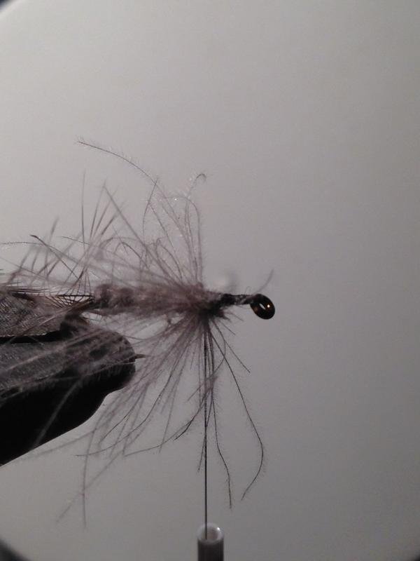 Wispy Gnat 3.JPG