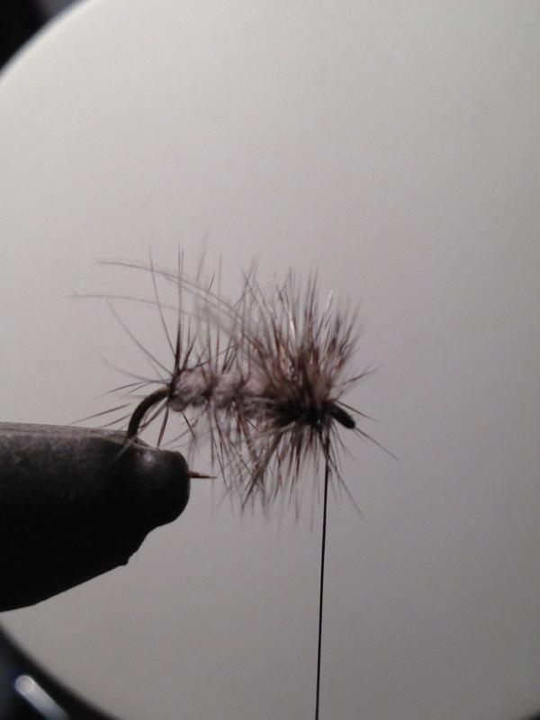 Wispy Gnat 4.JPG