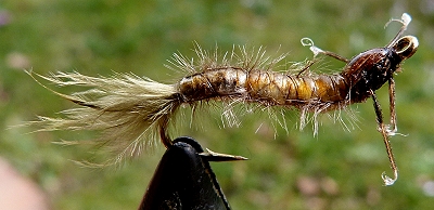 Philopotamidae 01.jpg