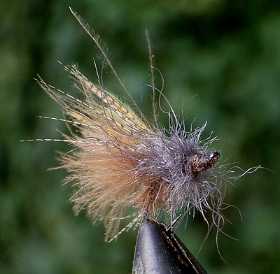 Duck Caddis Snowshoe.jpg