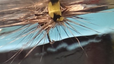 IMAG1745.jpg (105.04 KiB) 4494 mal betrachtet Bivisible Bug im Wasser