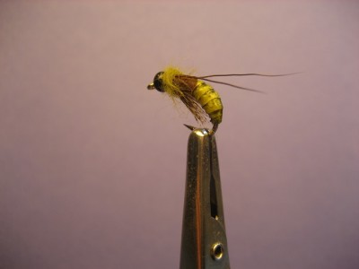 Caddis Pupa