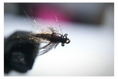 DSC_0264 [800x600].jpg