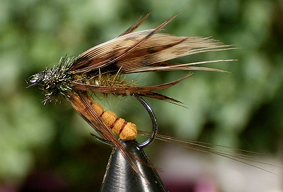 Shrivelled Larva 01.jpg