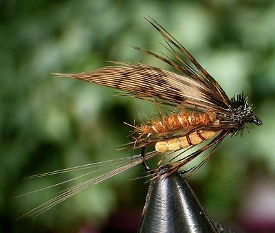 Shrivelled Larva 02.jpg