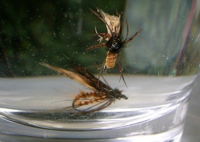 shrivelled larva_Test 3.jpg