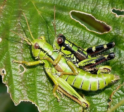 gschwendtnerHorn 11_08_12.jpg