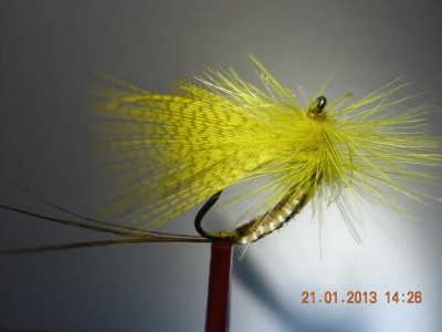 Maifliege 4 - 800 Pixel.jpg