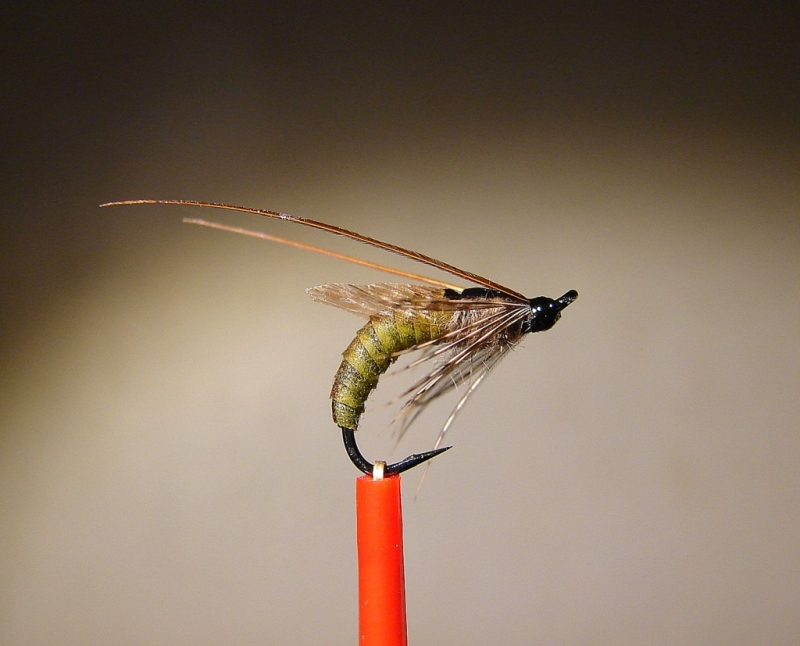 cadis puppa 008-1.jpg